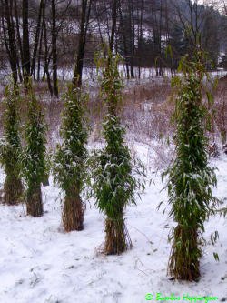 Fargesia-Chinese-Wall-Hecke Fargesia-Chinese-Wall-Hecke