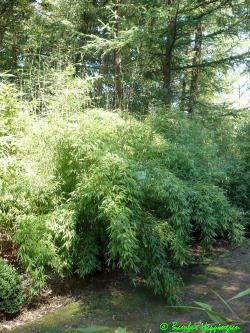 Fargesia Denudata Lancaster 1 Sommer Fargesia Denudata Lancaster 1 Sommer