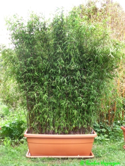 standort bambus