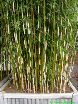 bambus fargesia