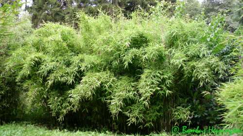 Fargesia Floh Hecke 2014 Fargesia Floh Hecke 2014
