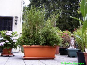 K�belbambus Fargesia-Fresena