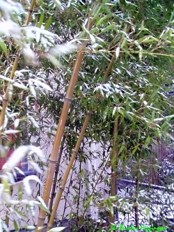 Phyllostachys-Atrovaginata_-16grad_2010_Heppingsen Phyllostachys-Atrovaginata_-16grad_2010_Heppingsen