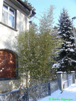 Phyllostachys-Atrovaginata_-19grad_Wintersonne_2010 Phyllostachys-Atrovaginata_-19grad_Wintersonne_2010