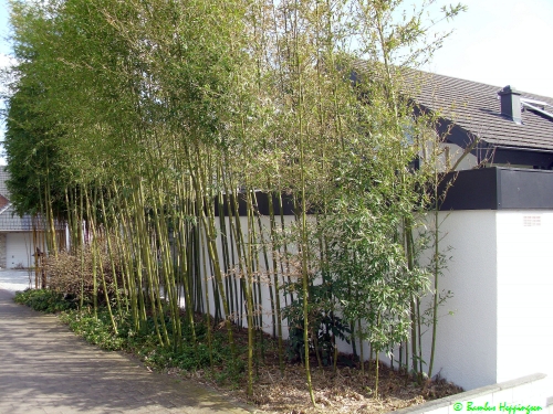 Phyllostachys-Atrovaginata_nach Winter_2010 Phyllostachys-Atrovaginata_nach Winter_2010