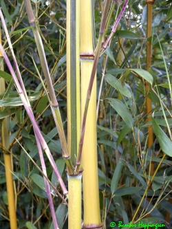 Phyllostachys-Aureosulcata-Spectabilis_Halm Phyllostachys-Aureosulcata-Spectabilis_Halm