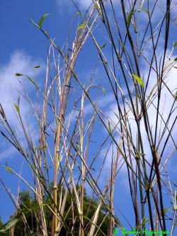 Phyllostachys-Aureosulcata-Spectabilis_Neuaustrieb Phyllostachys-Aureosulcata-Spectabilis_Neuaustrieb