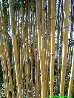 Phyllostachys-Aureosulcate-Spectabilis_Halmgruppe_2010_Unna Phyllostachys-Aureosulcate-Spectabilis_Halmgruppe_2010_Unna