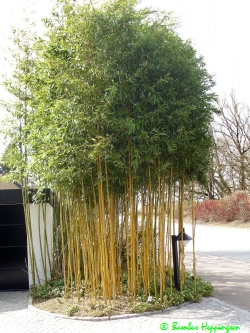 Phyllostachys-Aureosulcate-Spectabilis_nach Winter_2010 Phyllostachys-Aureosulcate-Spectabilis_nach Winter_2010