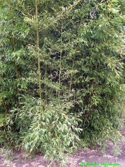 Phyllostachys-Bissetii_nach Winter_2010_NL Phyllostachys-Bissetii_nach Winter_2010_NL