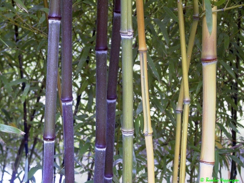 Phyllostachys-Nuda_Neuaustrieb-und-Althalm_und-Spectabilis_2008_Heppingsen