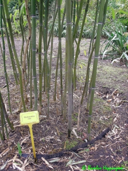 Phyllostachys-Nuda_entastet_nach-Winter_2010 Phyllostachys-Nuda_entastet_nach-Winter_2010