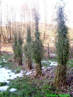 Fargesia-Chinese-Wall-Hecke -19grad Fargesia-Chinese-Wall-Hecke -19grad
