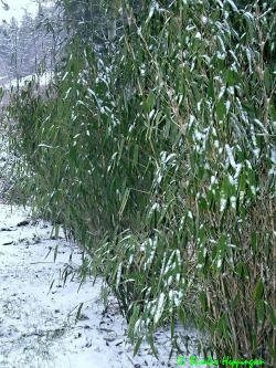 Fargeisa-Fresena-Hecke nach -19grad