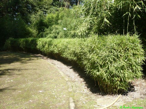 Fargesia Jumbo Hecke