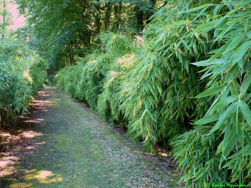 Fargesia Jumbo Hecke