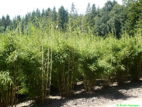 Fargesia-Robusta-Campbell_2m_Feld