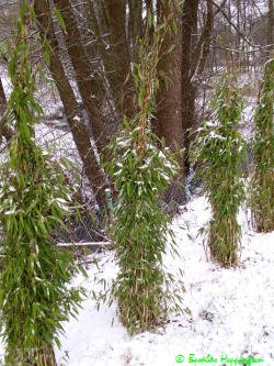Fargesia-Silver-Bird nach -19grad