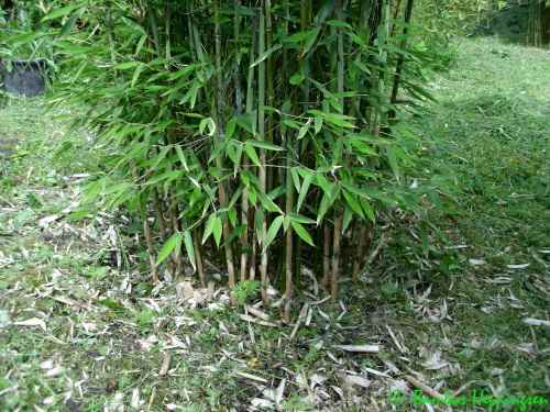 Fargesia Maasai Habitus_1