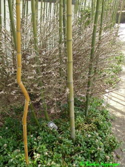Phyllostachys-Atrovaginata+Spectabilis_2010 Phyllostachys-Atrovaginata+Spectabilis_2010