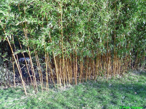 Phyllostachys-Aureosulcata-Aureocaulis-Hecke_1