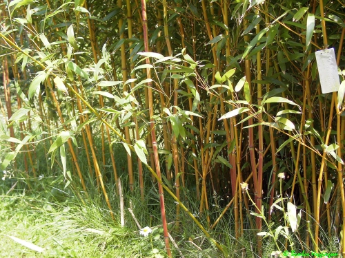 Phyllostachys-Aureosulcata-Aureocaulis-Hecke_2