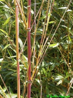 Phyllostachys-Aureosulcata-Aureocaulis_Rothalm