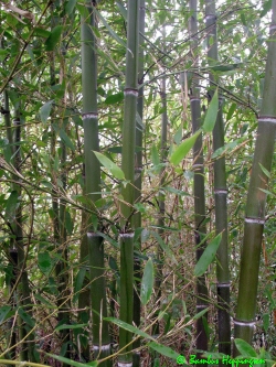 Phyllostachys-Parvifolia-H-2010