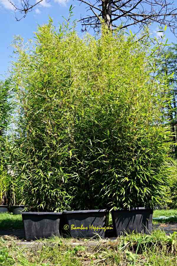 F-Robusta-Campbell Bild 4 2022-08-13