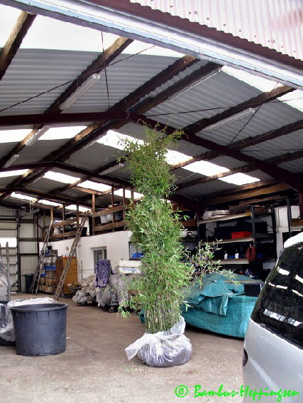 f-green-mountain_mutter_1