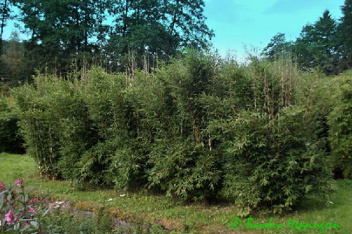 fargesia-blue-lizard-hecke_