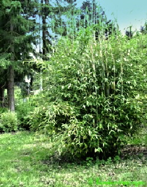 fargesia green draem 280cm