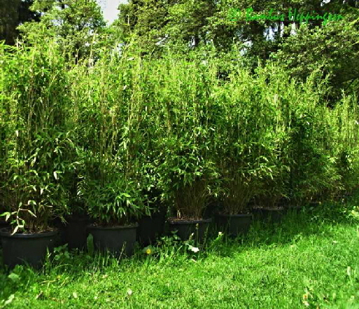 fargesia-green-dream_c30