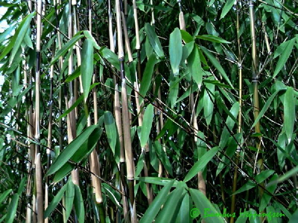 fargesia-green-mountain_blatt
