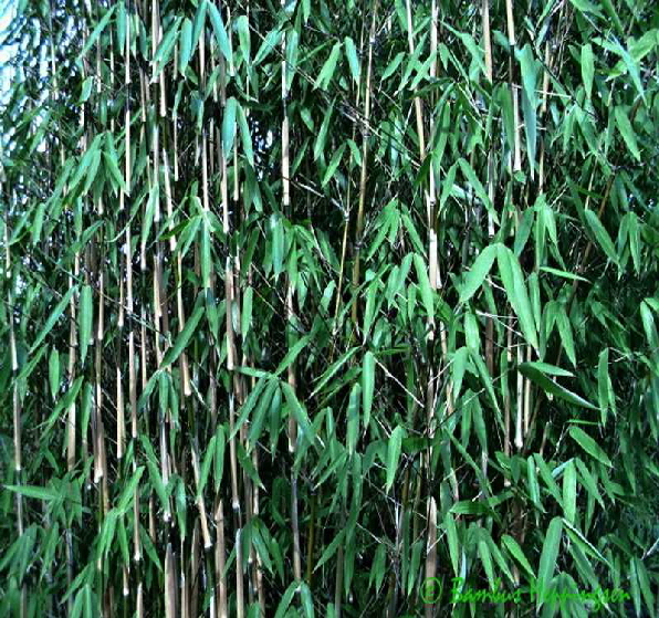 fargesia-green-mountain_halm-blatt