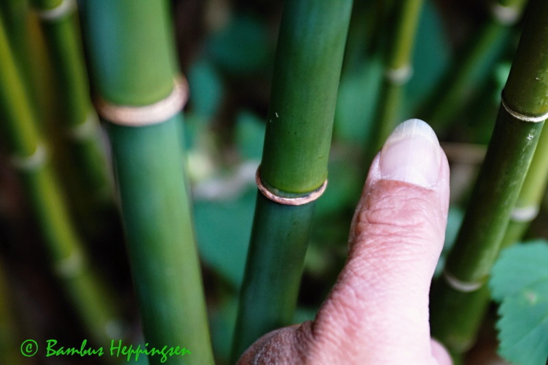 fargesia-robusta-campbell_halmdicke