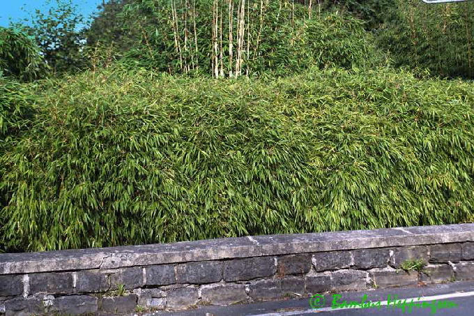 fargesia-rufa-hecke_2016-09