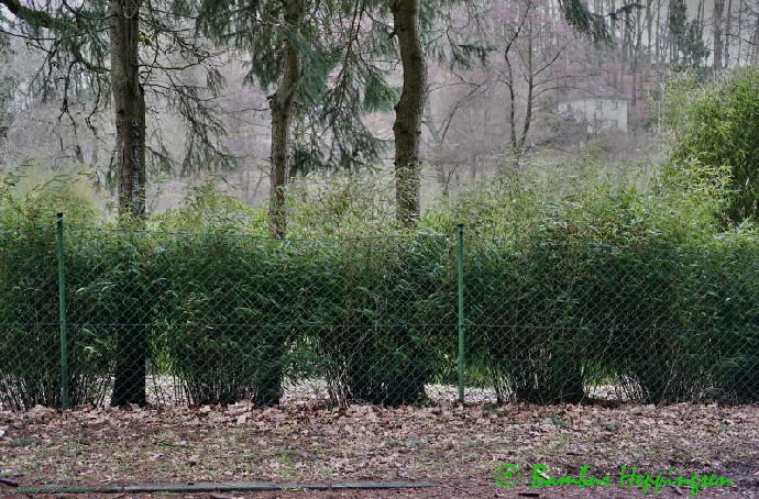 fargesia-rufa_fichten-strasse_2018