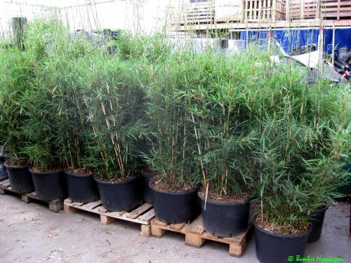 Fargesia Robusta-30L-Treibhaus