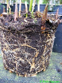 Fargesia Robusta-3L-Wurzel